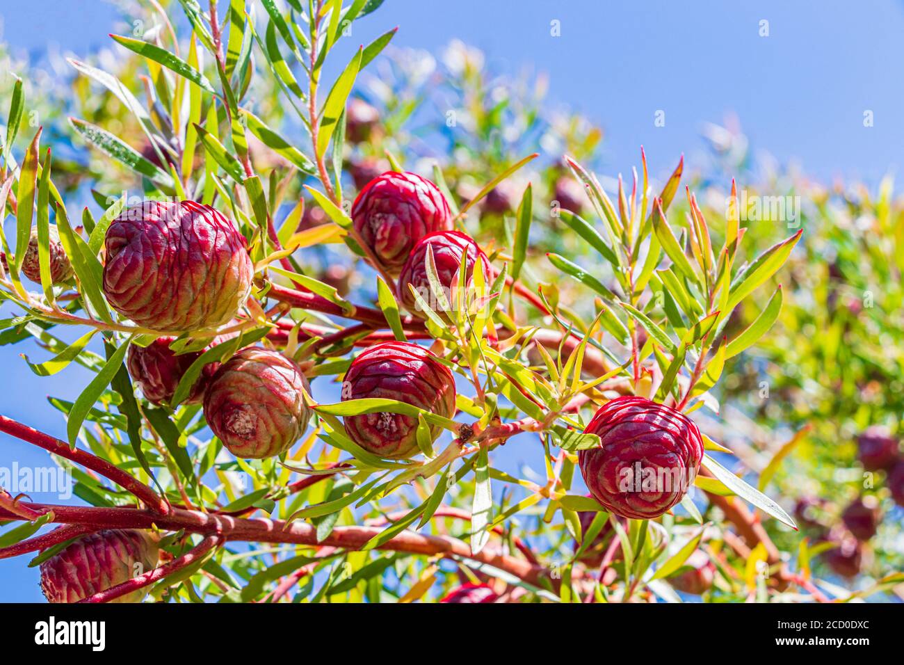Red pine cones in Kirstenbosch National Botanical Garden in Cape Town