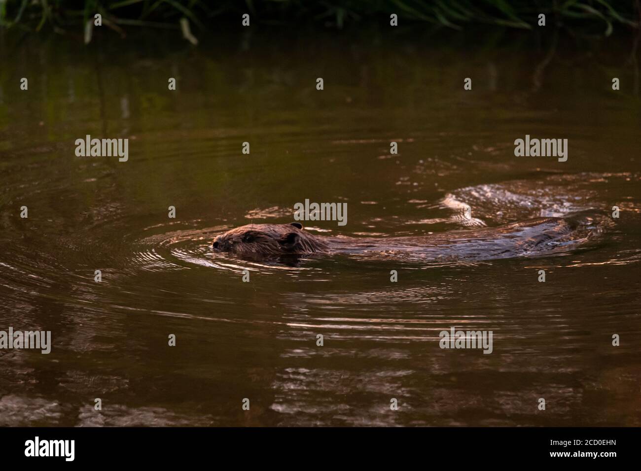 Eurasian Beaver Stock Photo