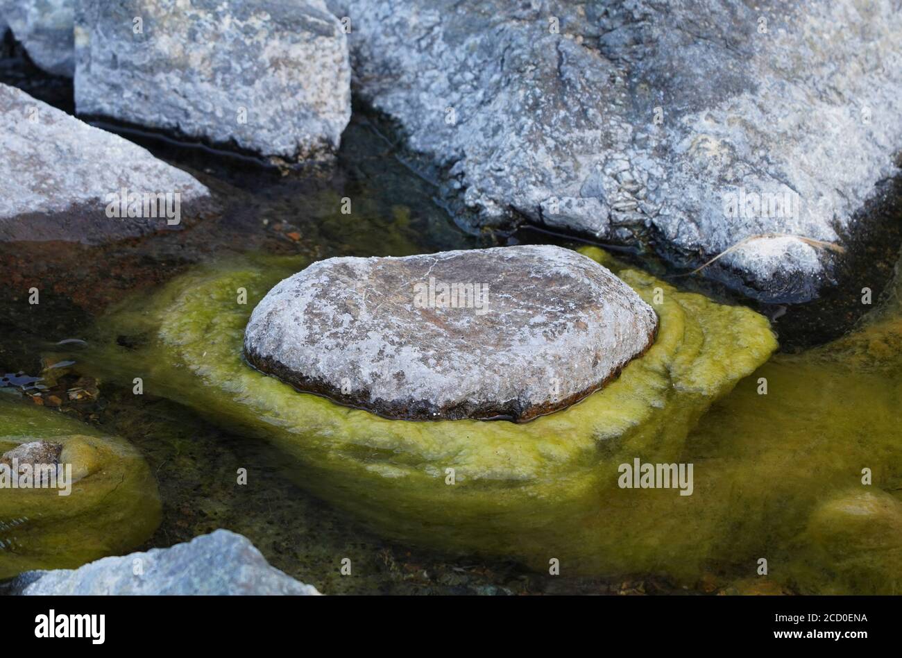Rock in river with algae around, Spain. Stock Photo