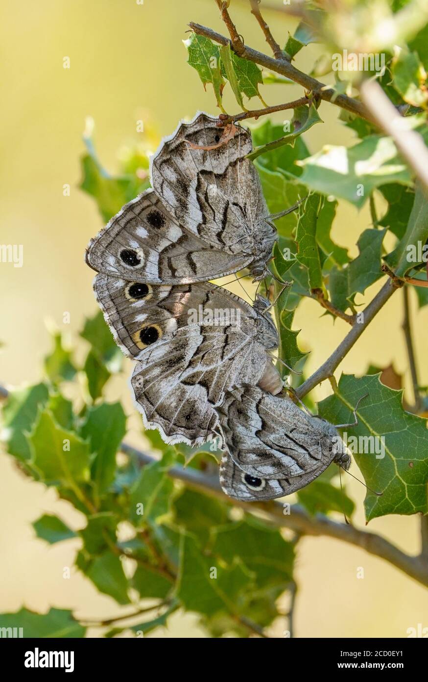 Striped grayling butterflies,  Hipparchia fidia, Courtship behaviour and mating, Andalucia, Spain. Stock Photo