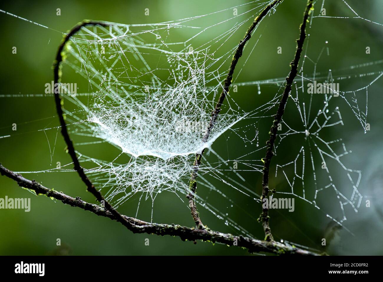 dew drops on a spider web. flowers, bugs, butterflies, leaves