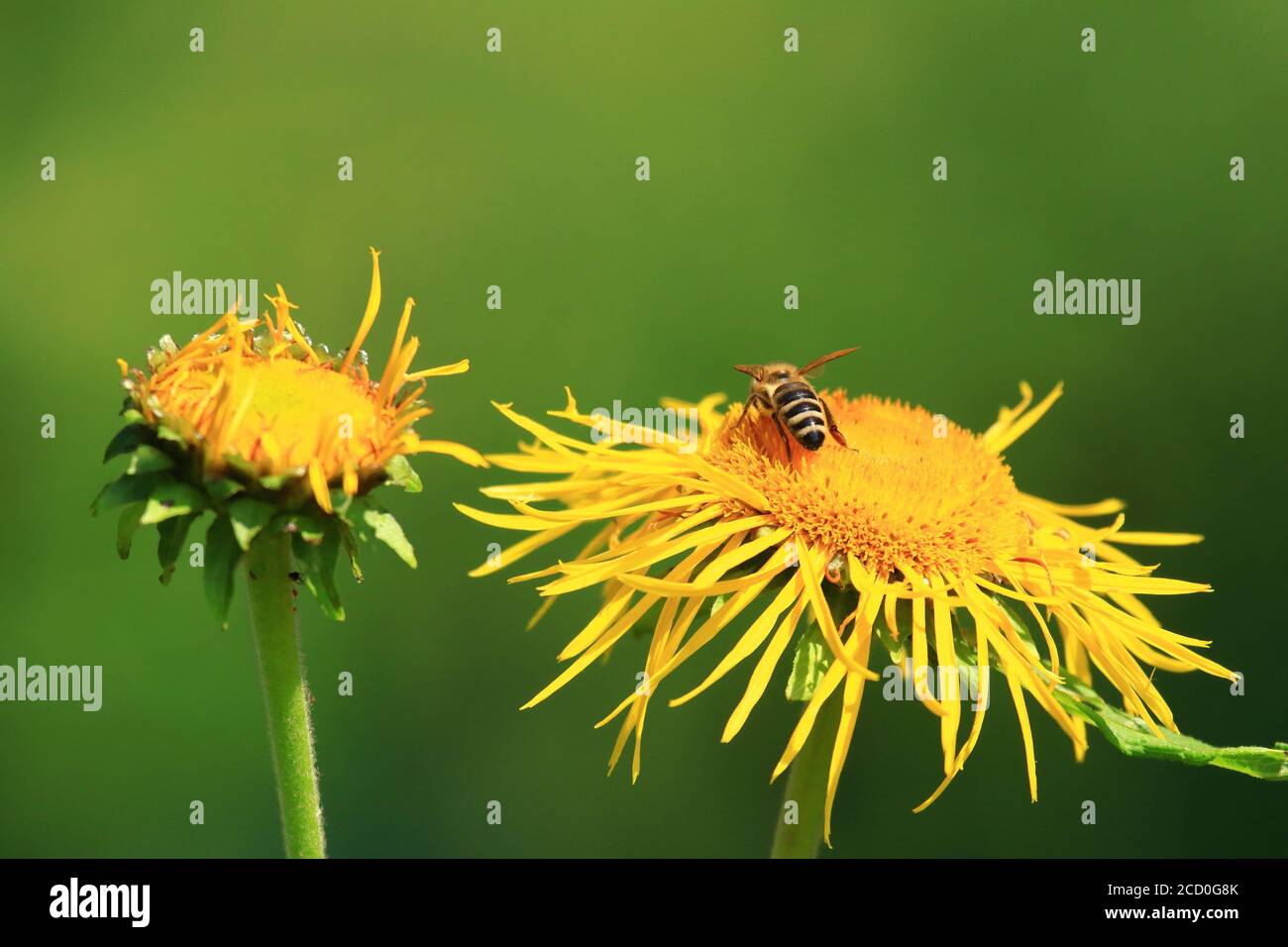 Bee pollination on yellow flower Stock Photo