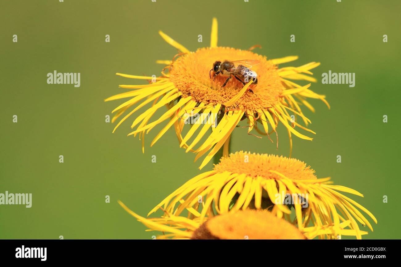 Bee pollination on yellow flower Stock Photo