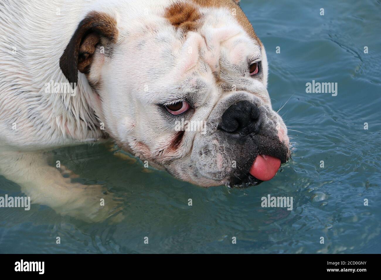 Funny bulldog playing in a pool at daytime Stock Photo