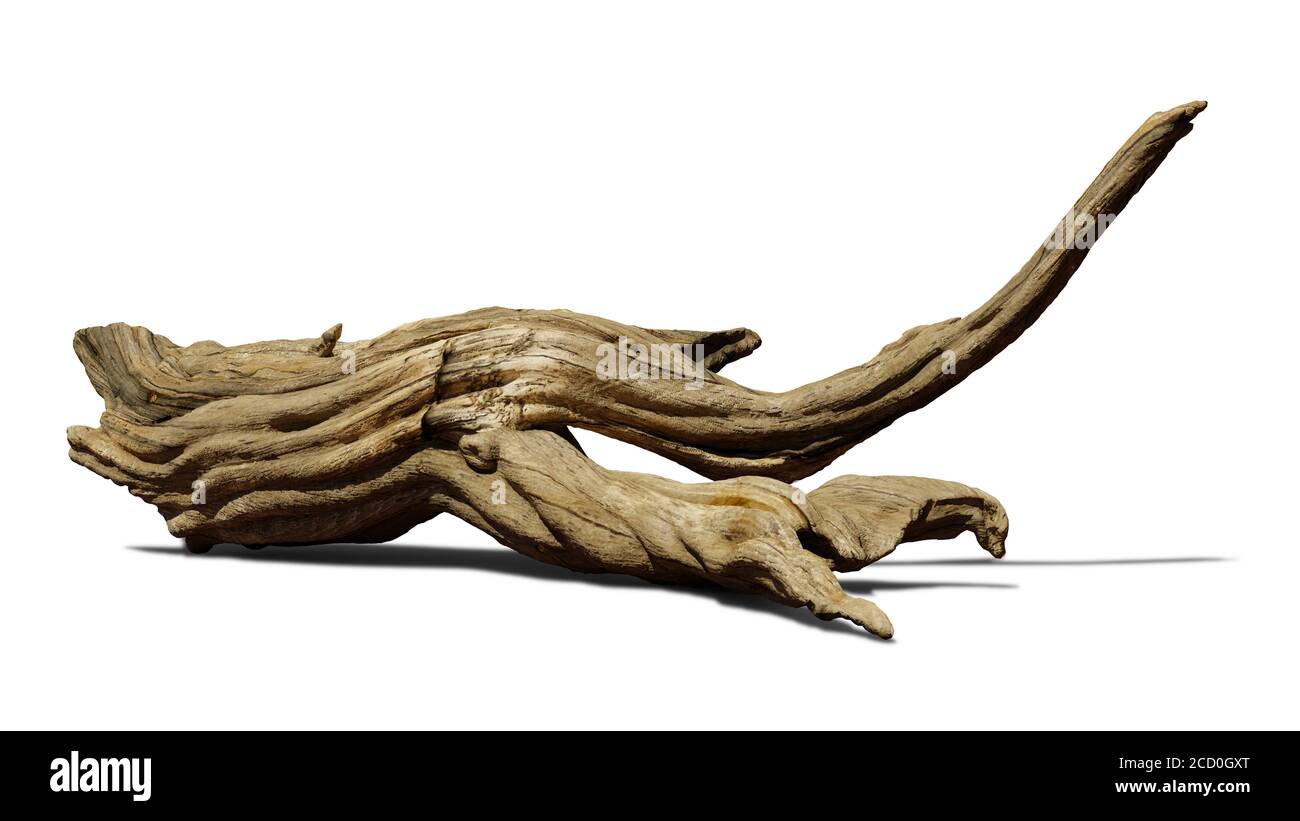 driftwood isolated on white background, aged branch Stock Photo Alamy