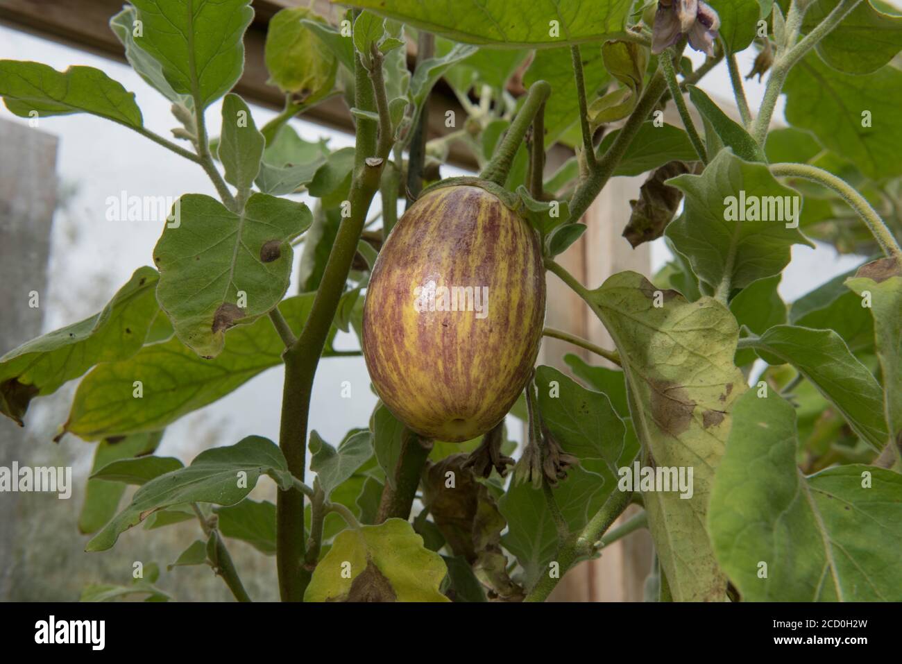 Home Grown Organic Eggplant or Aubergine 'Patio' (Solanum melongena