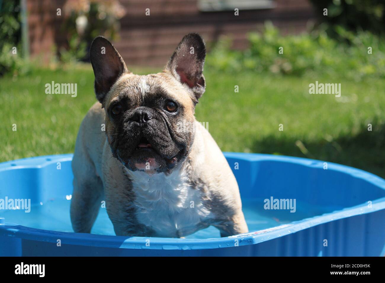 Funny bulldog playing in a pool at daytime Stock Photo