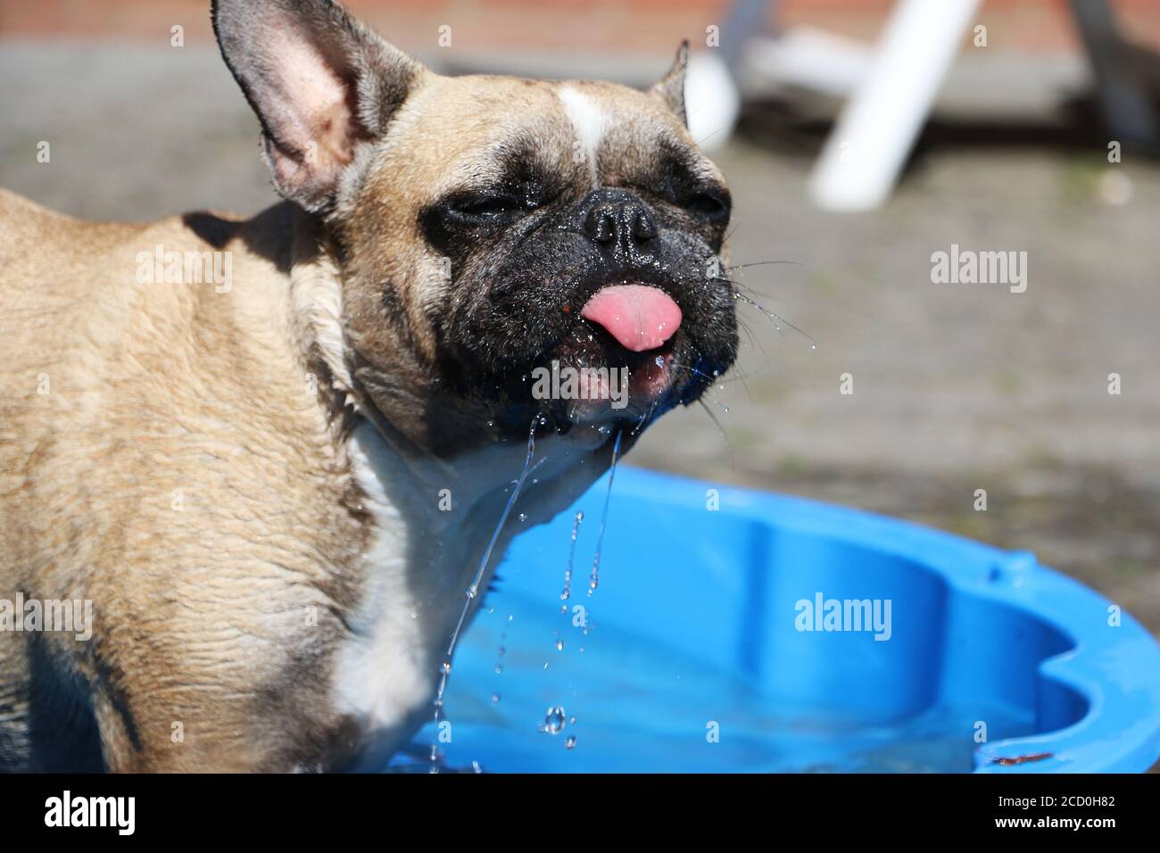 Closeup shot of a dog playing water and being cheeky Stock Photo