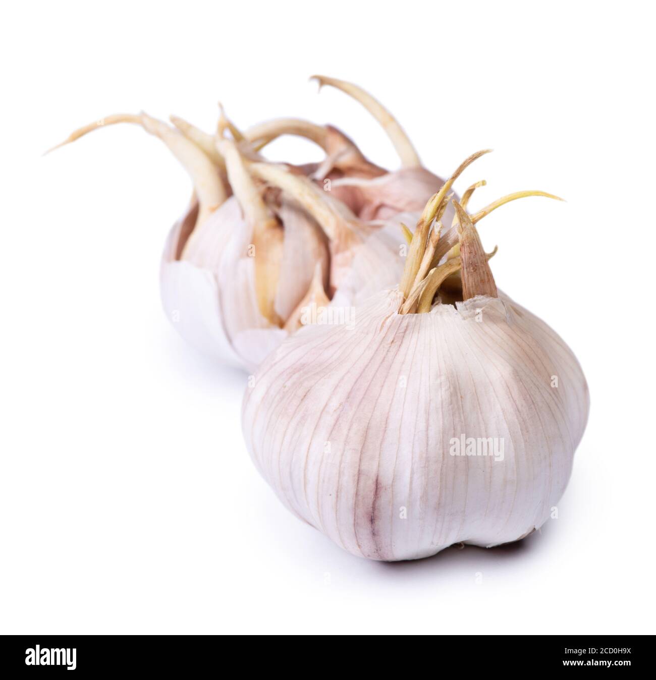 Sprouted garlic bulb isolated on the white background Stock Photo