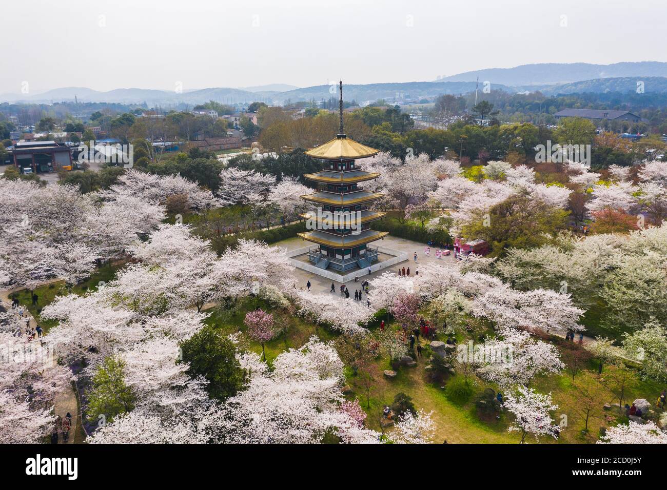 Wuhan East Lake Sakura Garden.This time is the cherry sakura blossom season. For travel around Wuhan Stock Photo