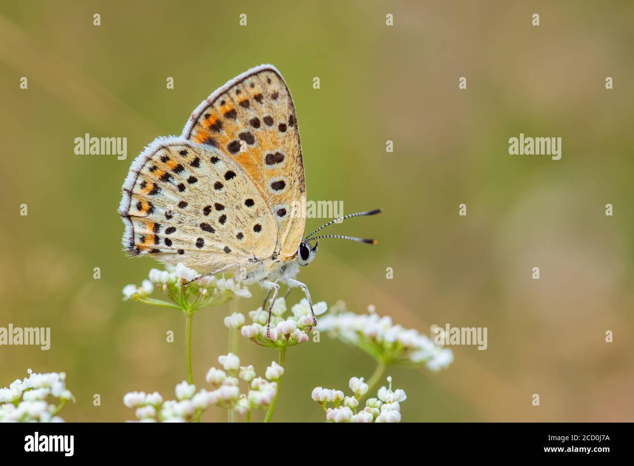 Sooty Copper butterfly - Lycaena tityrus, beautiful colored butterfly from European meadows and grasslands, Zlin, Czech Republic. Stock Photo