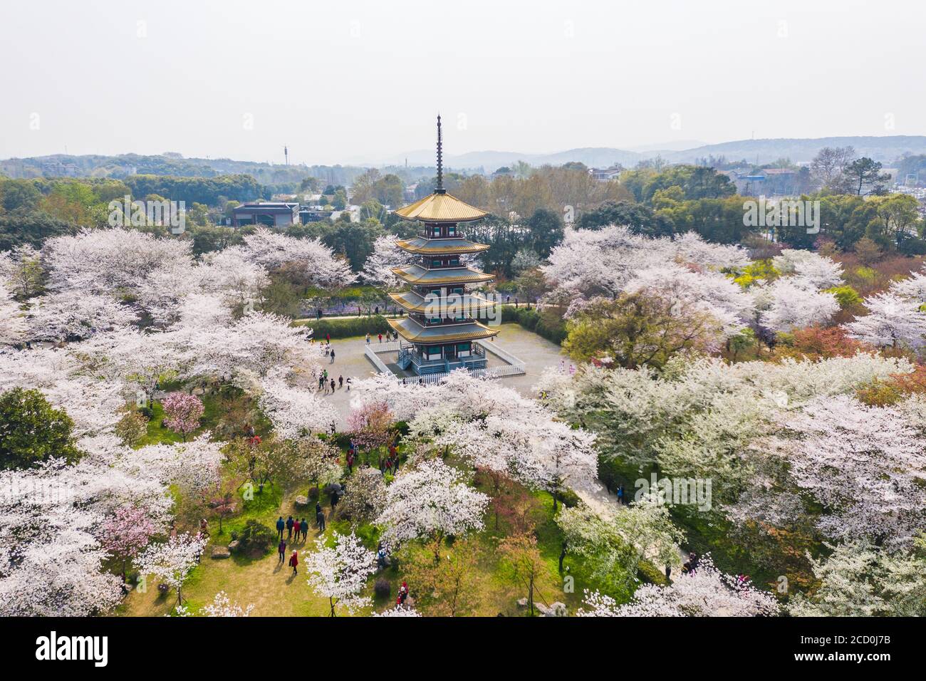Wuhan East Lake Sakura Garden.This time is the cherry sakura blossom season. For travel around Wuhan Stock Photo