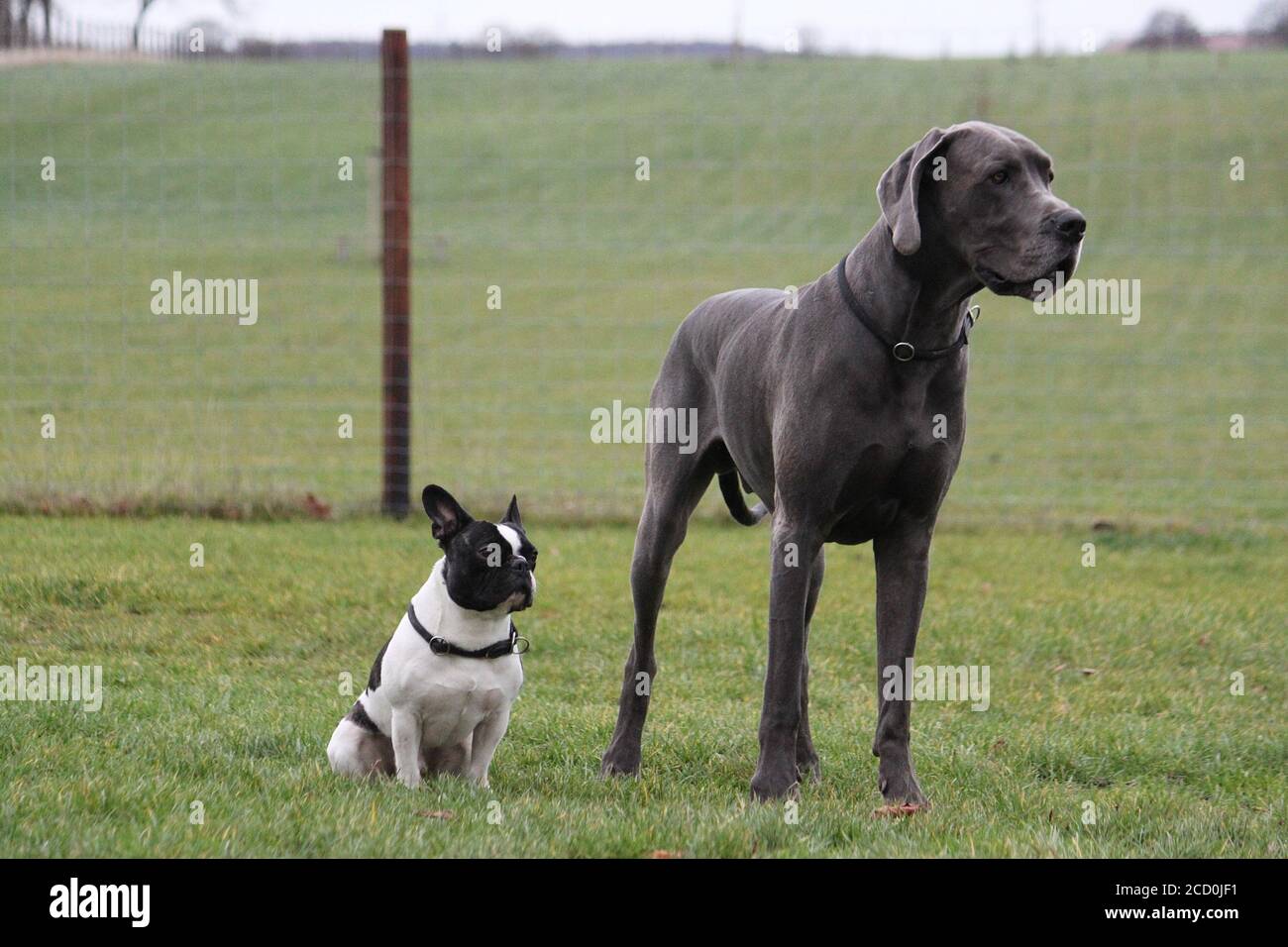 Sitting french bulldog and a standing great dane in a garden Stock ...