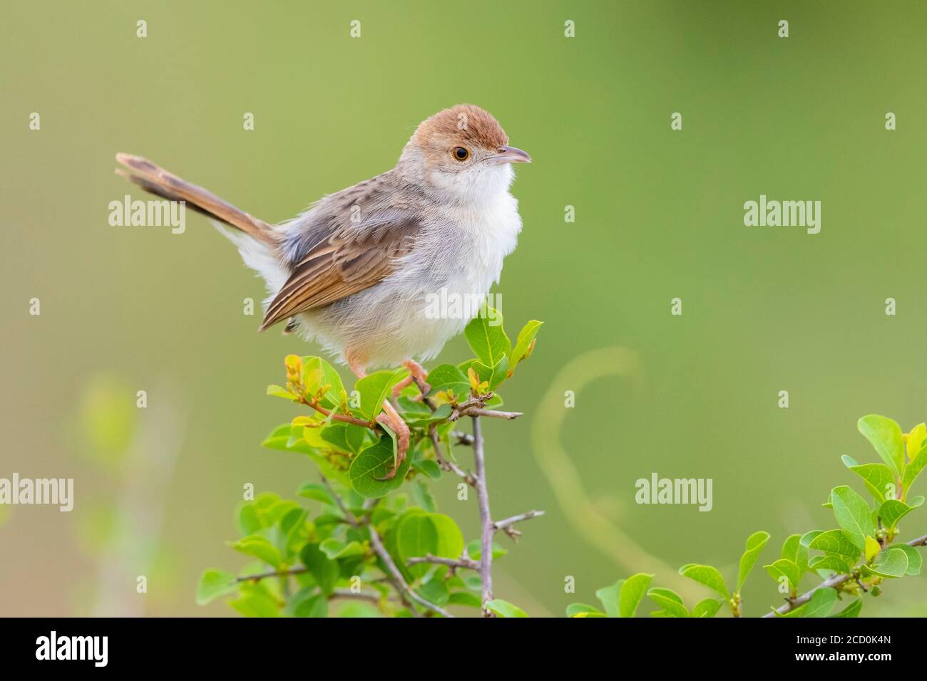 Rattling Cisticola (Cisticola chiniana campestris), side view of an adult perched on the top of a bush, Mpumalanga, South Africa Stock Photo