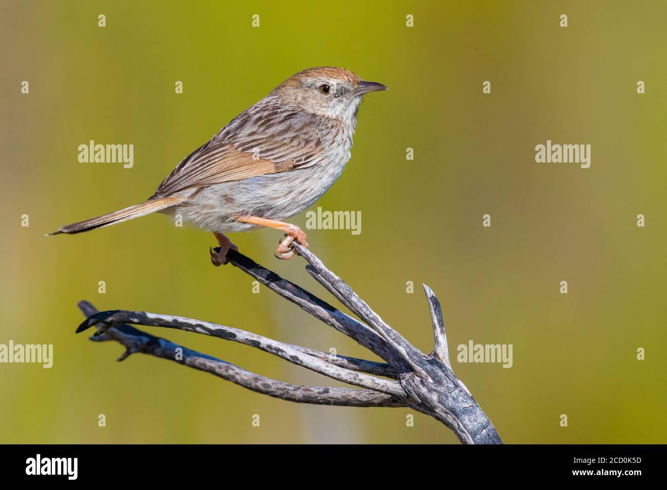 Grey-backed Cisticola Cisticola subruficapilla), adult perched on a branch, Western Cape, South Africa Stock Photo