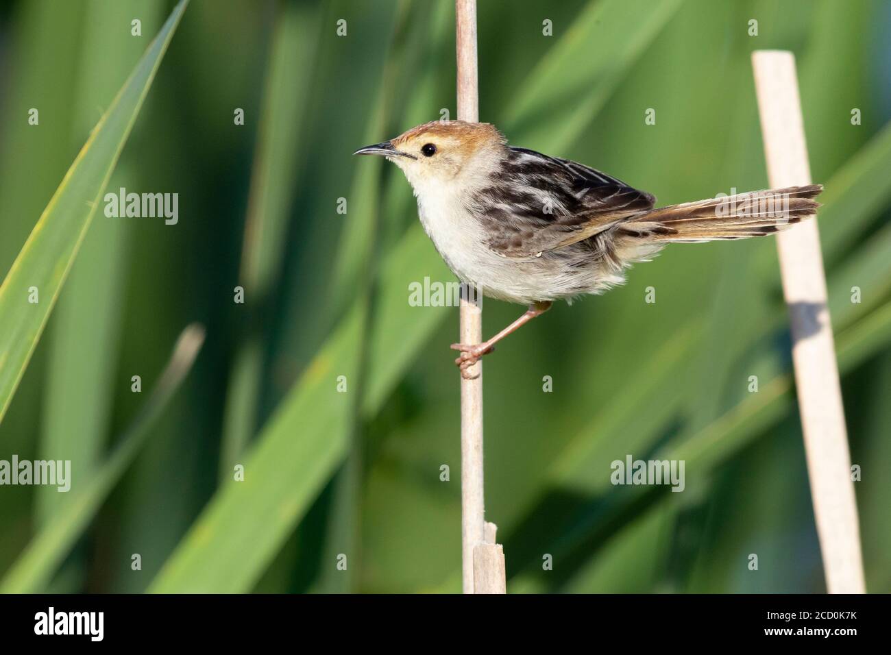 Levaillant's Cisticola (Cisticola tinniens), side view of an adult perched on a reed, Western Cape, South Africa Stock Photo