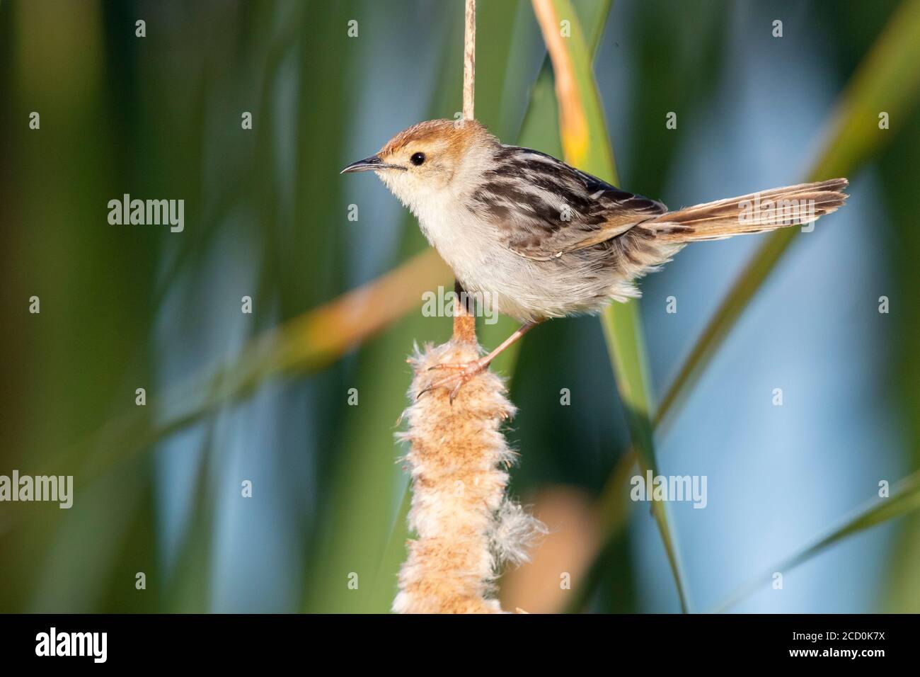 Levaillant's Cisticola (Cisticola tinniens), side view of an adult perched on a reed, Western Cape, South Africa Stock Photo