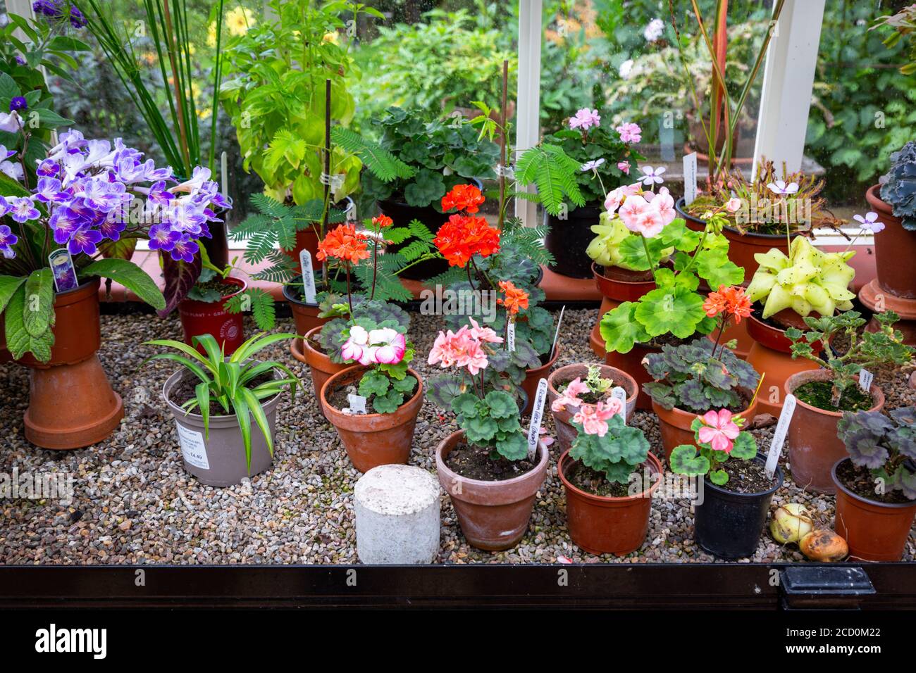 Potted plants growing in a greenhouse Stock Photo