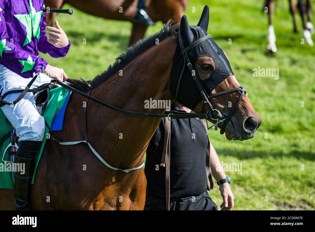 racing steward walking race horse to the start gate Stock Photo Alamy