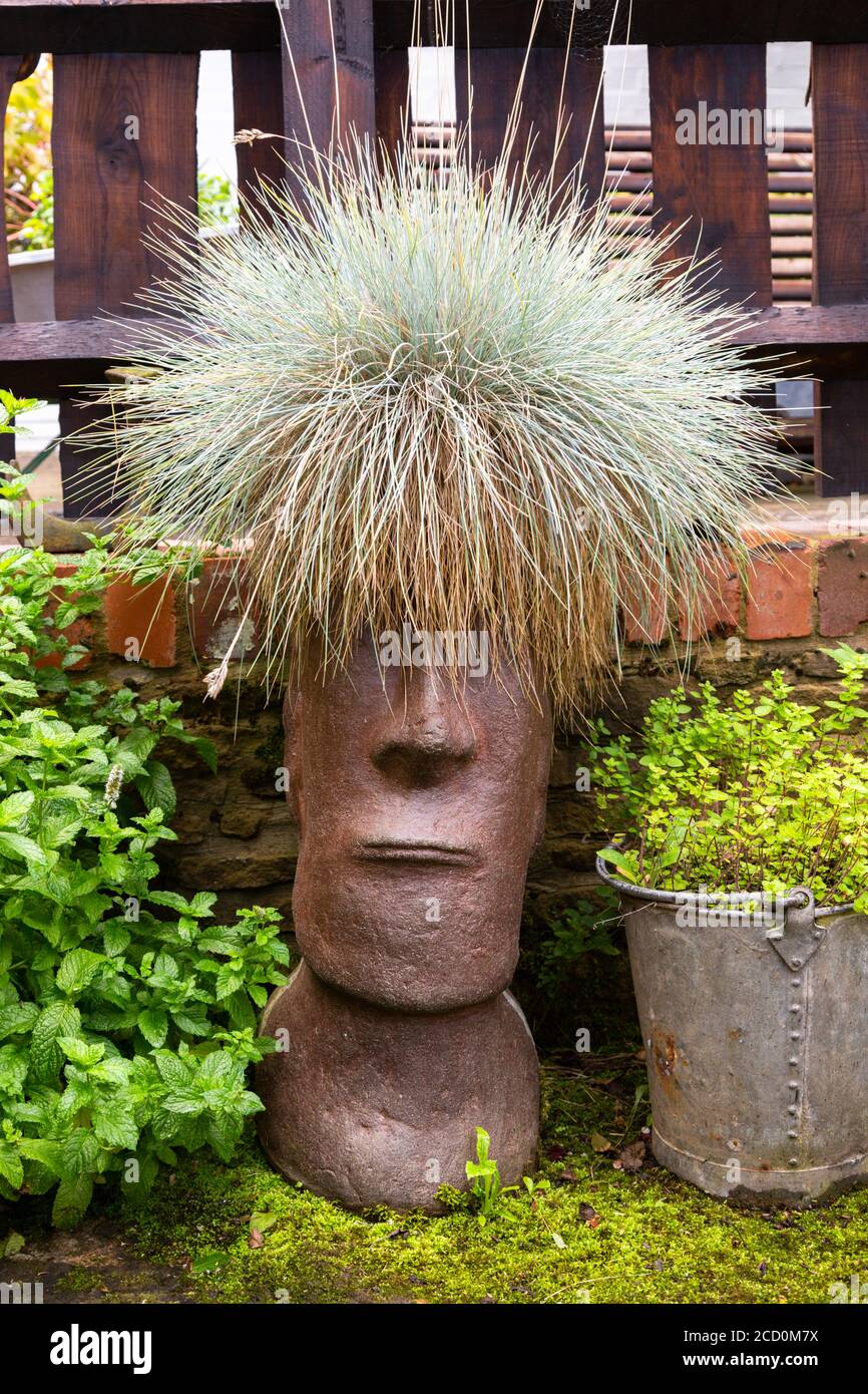 Amusing and creative planting, with plant looking like hair Stock Photo