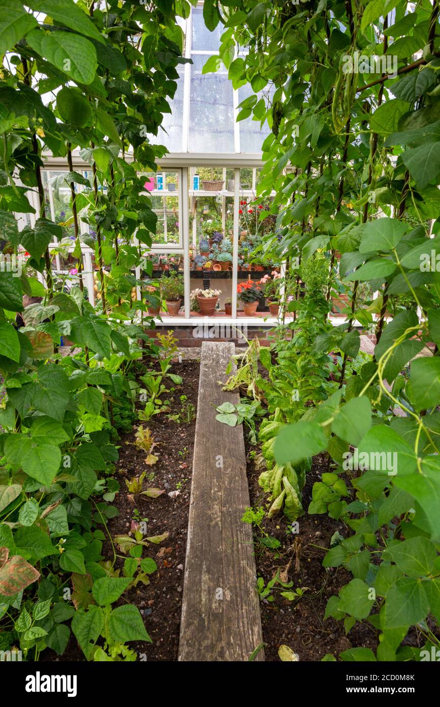 Runner beans growing in a garden UK Stock Photo