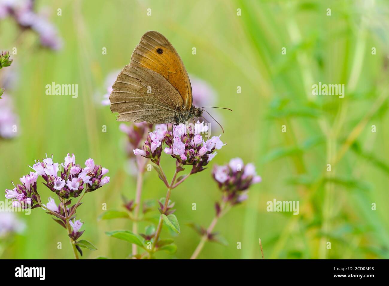 Brown butterfly sits on a pink flower Stock Photo - Alamy