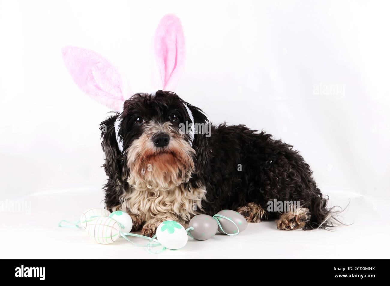 Adorable havanese dog lying in the white studio with easter decorations Stock Photo