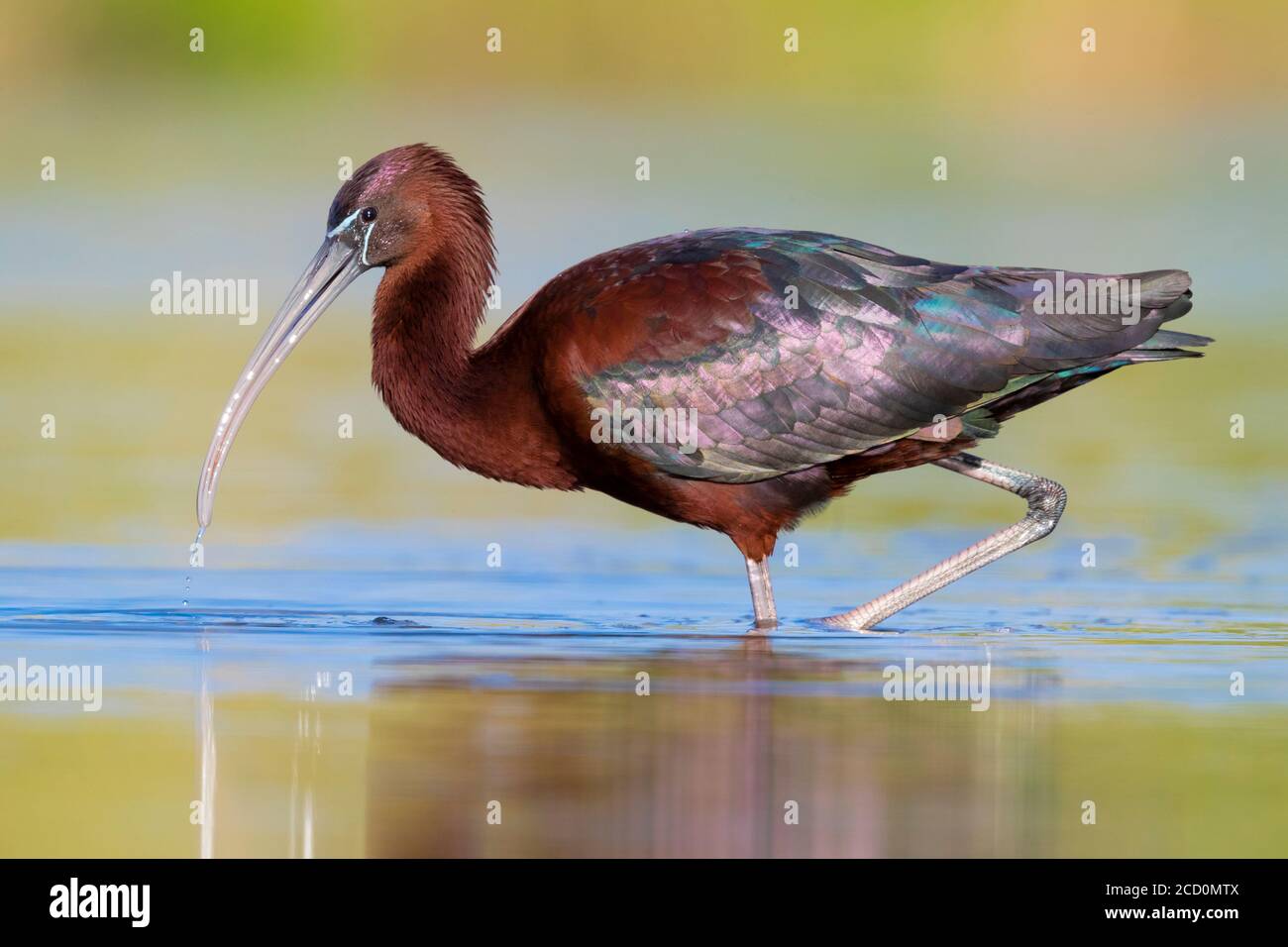 Glossy Ibis (Plegadis falcinellus), side view of an adult walking in a pond Stock Photo