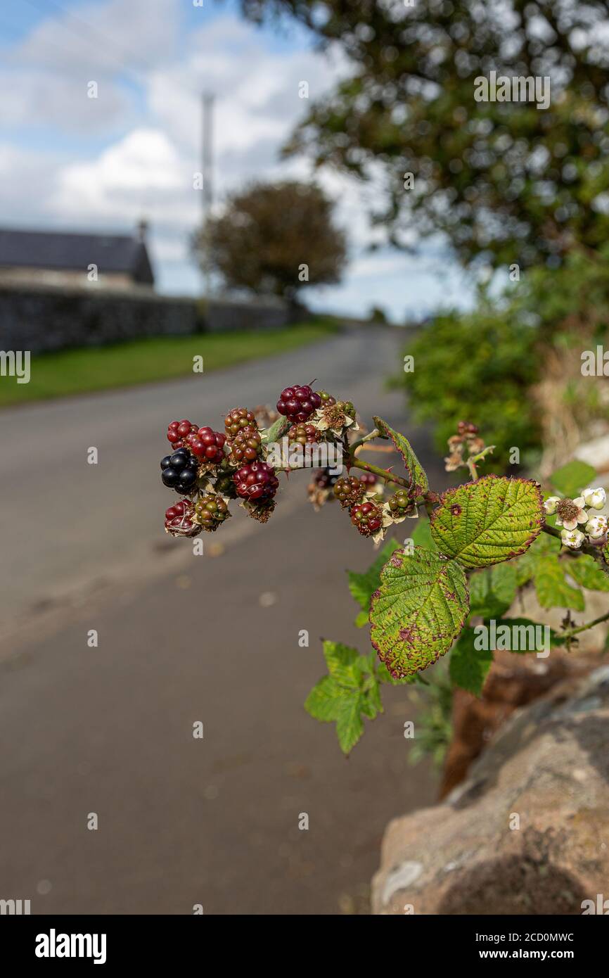 Boulmer Stock Photo