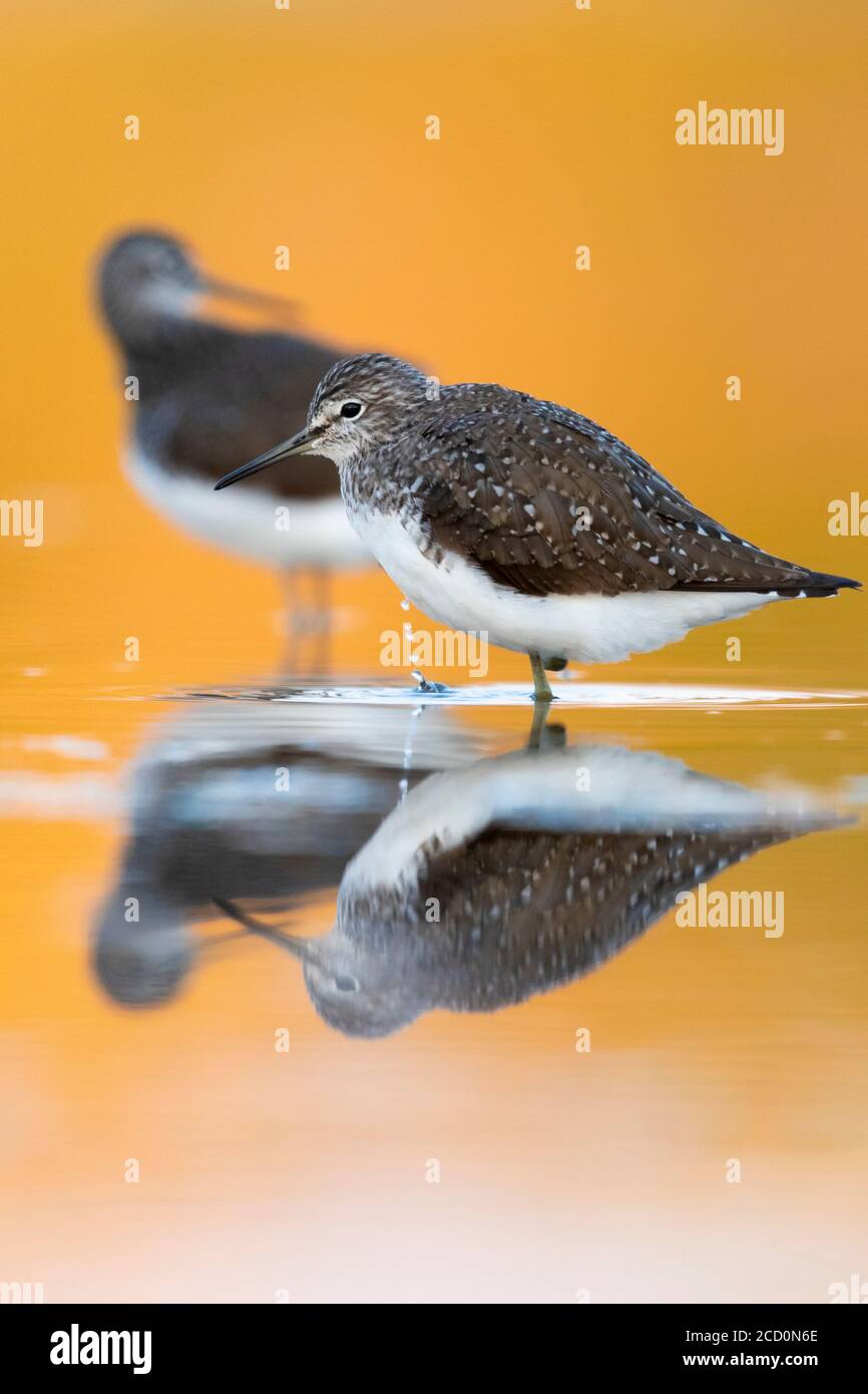 Green Sandpiper (Tringa ochropus), two individuals resting in orange colored water at sunset in Italy. Stock Photo