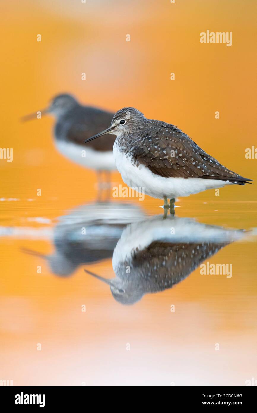 Green Sandpiper (Tringa ochropus), two individuals resting in shallow water at sunset in Italy. Stock Photo
