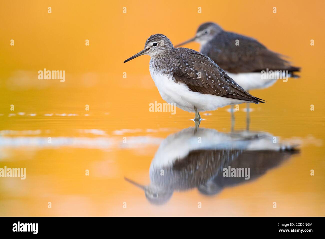 Green Sandpiper (Tringa ochropus), two individuals standing in shallow water at sunset in Italy. Stock Photo