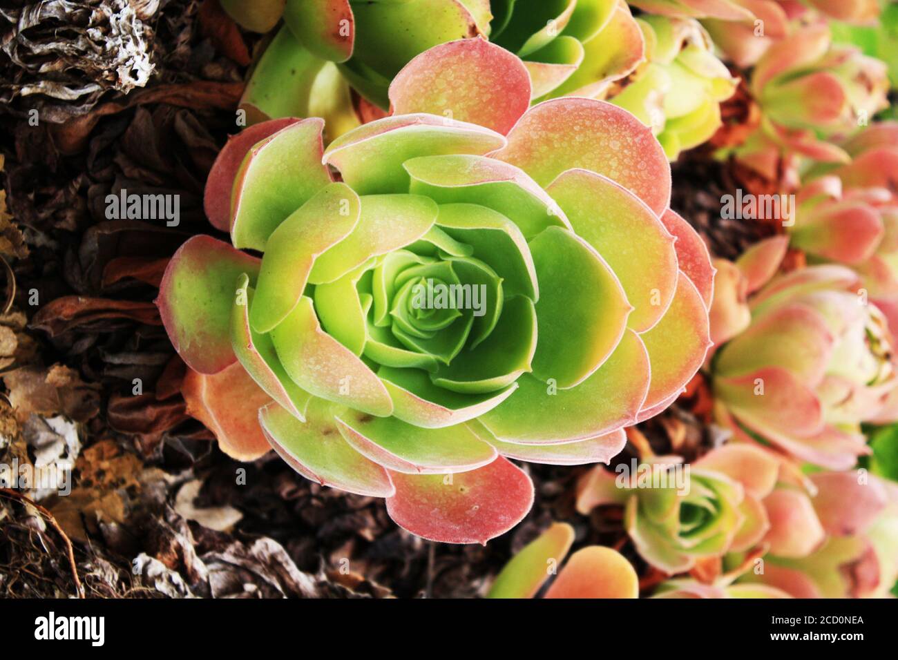 Dickblattgewächs aeonium canariense Stock Photo