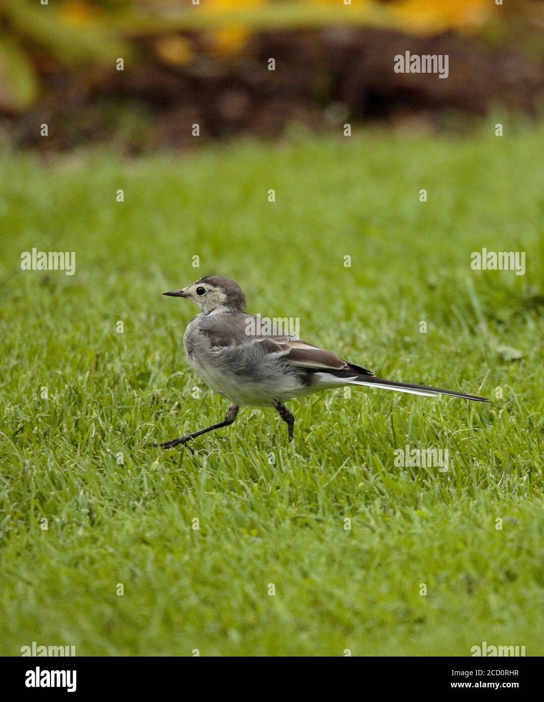 Pied Wagtail chasing insects. Stock Photo