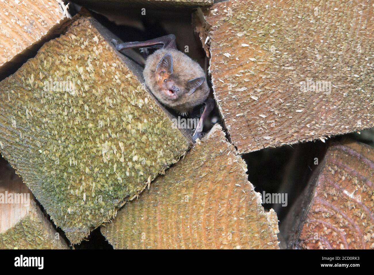 Nathusius' pipistrelle in hibernation Stock Photo