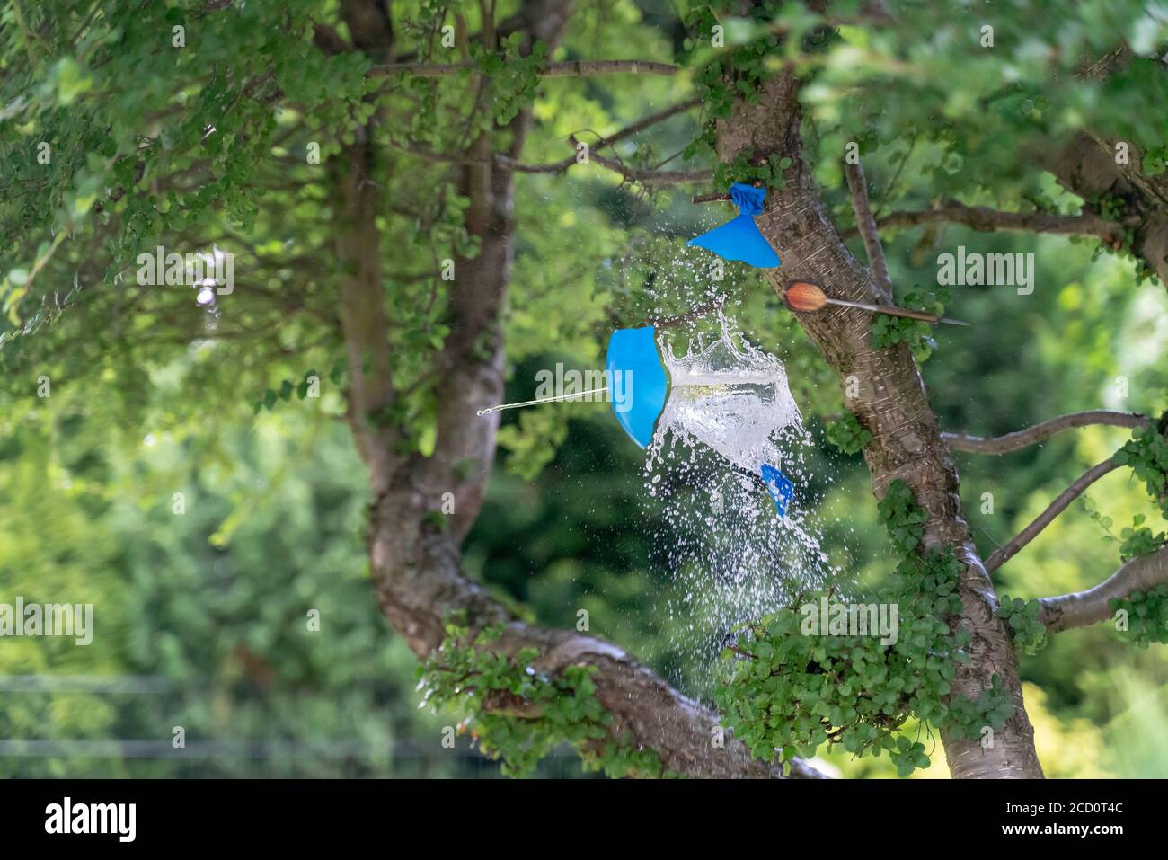 Water balloon that is burst with a dart arrow. Arrow throwing in the garden in summer Stock Photo