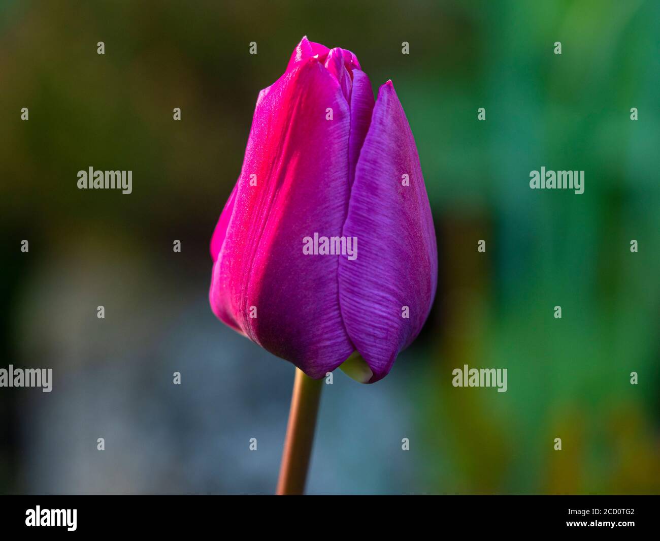 Side profile of purple tulip with petals closed Stock Photo