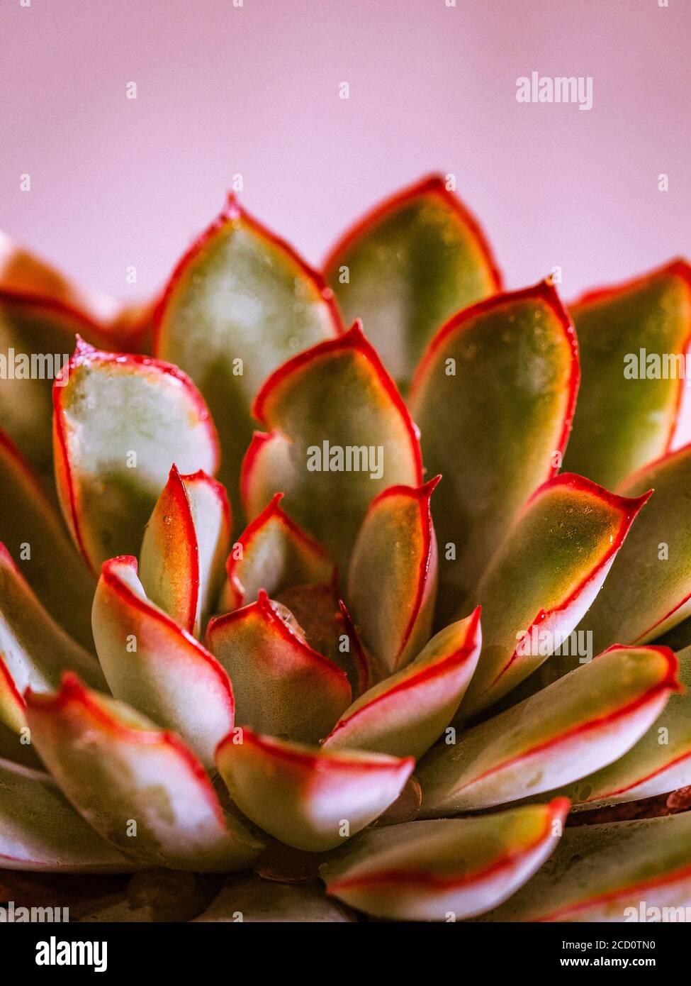 Split toned image of echeveria succulent plant with spikey green leaves and red margins indoor Stock Photo