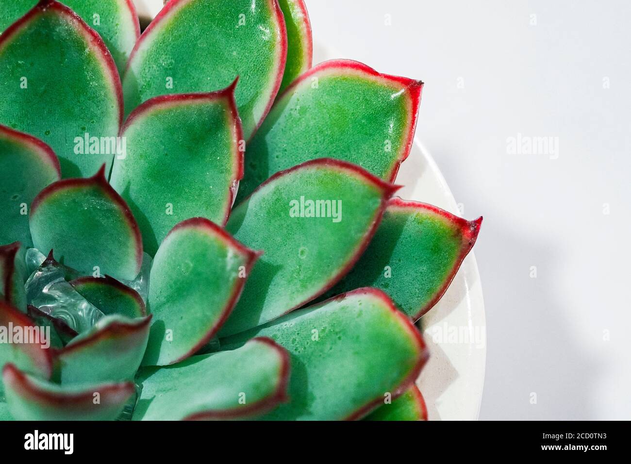 Echeveria succulent plant with spikey green leaves and red margins indoor Stock Photo