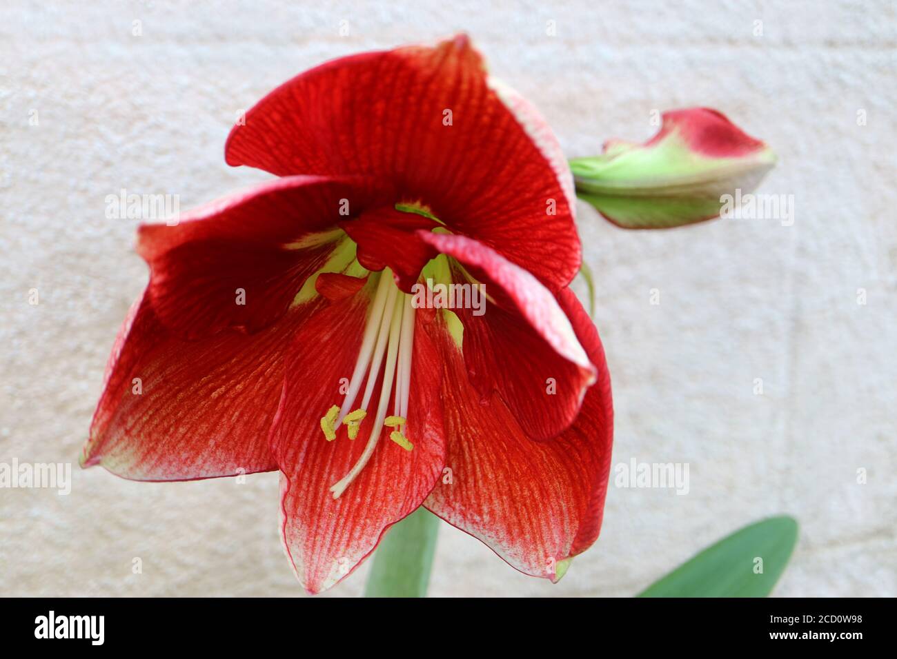 Red Amaryllis with soft petals and  long white stamens, red Amaryllis with buds ,flower head ,red flower macro, beauty in nature ,floral photo, macro Stock Photo