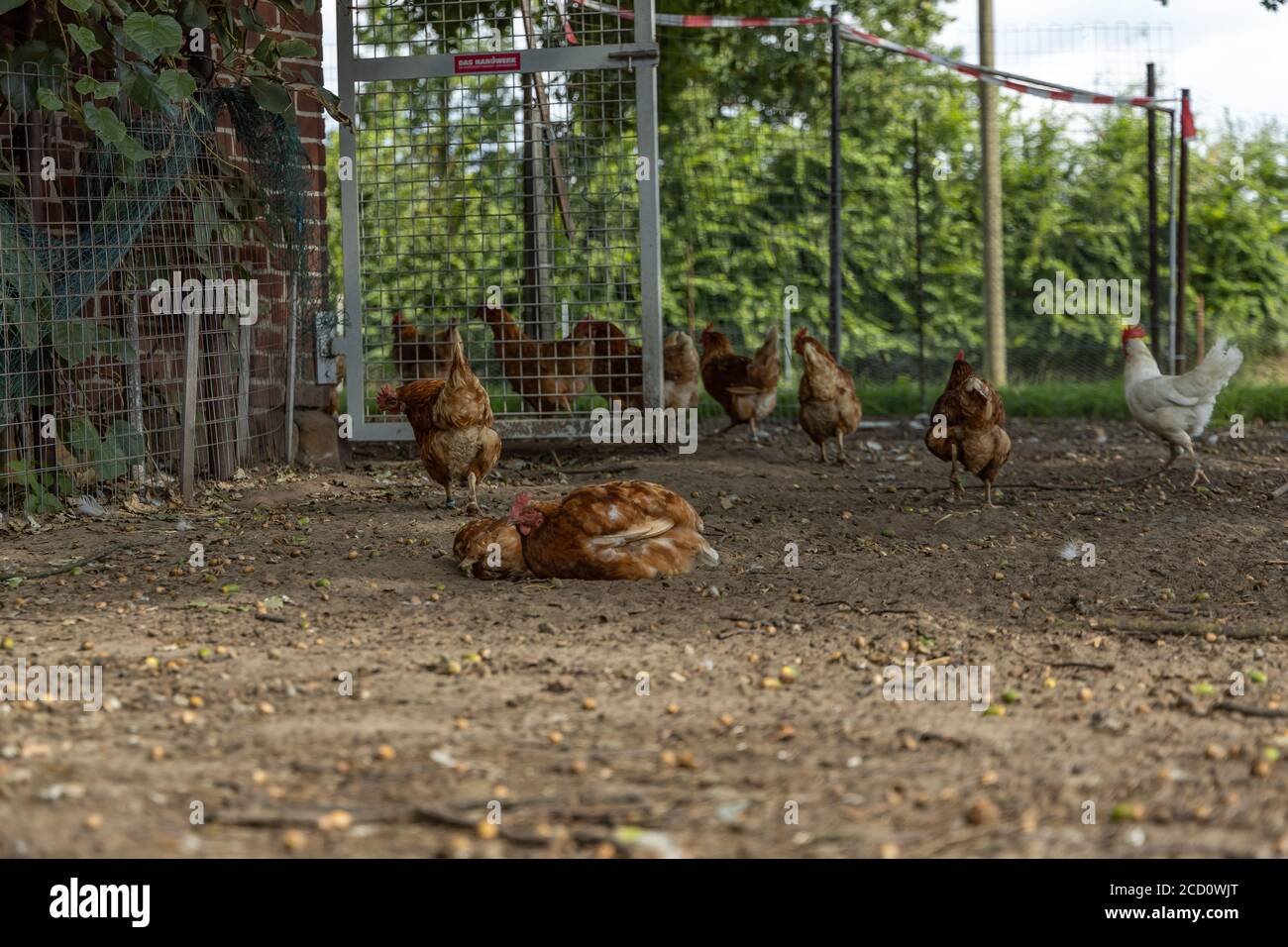 Free range organic chickens bathing in dirt. poultry in a country farm, germany Stock Photo