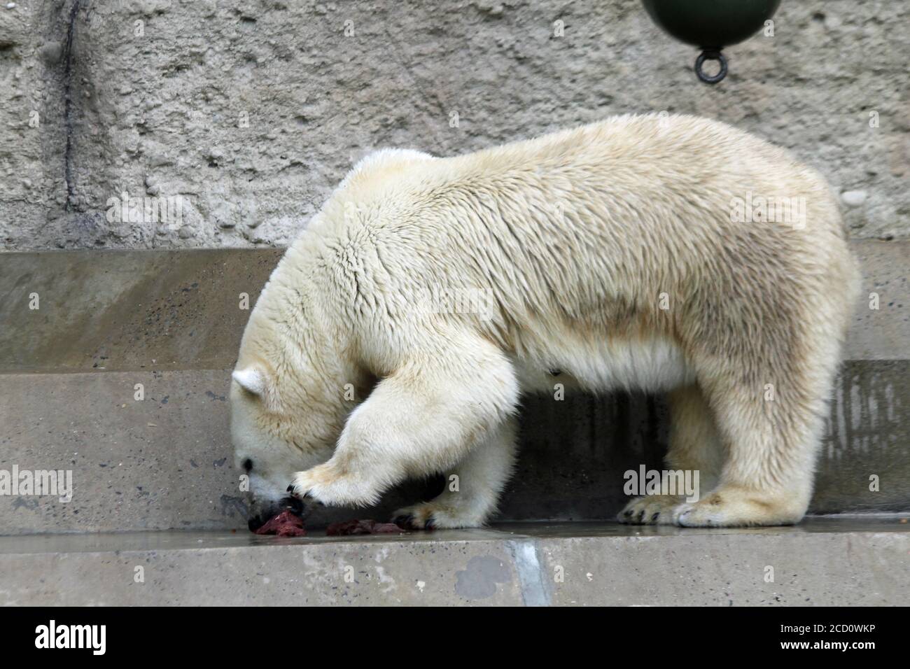 Eisbär Stock Photo