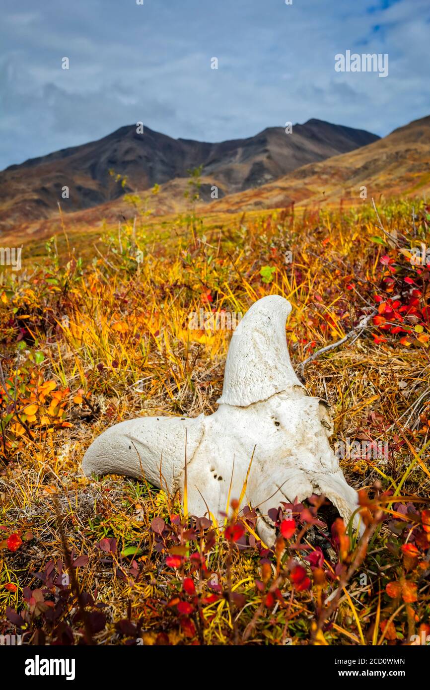 Dall Sheep's skull on fall coloured tundra, Brooks Mountains in the background. Gates of the Arctic National Park and Preserve, Arctic Alaska in au... Stock Photo
