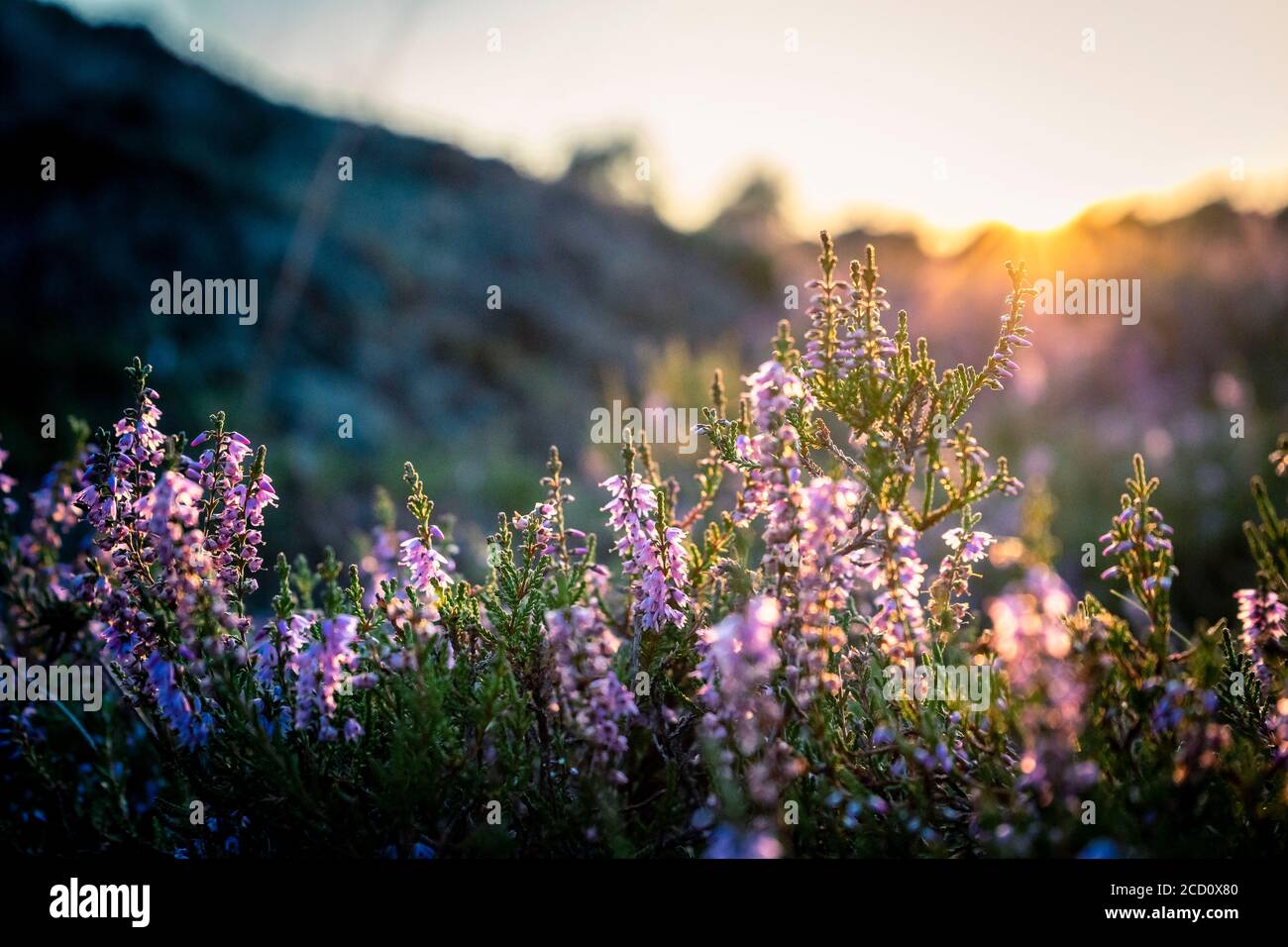Heather in bloom, shot during golden hour Stock Photo