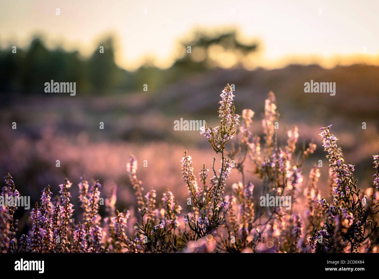 Heather in bloom, shot during golden hour Stock Photo