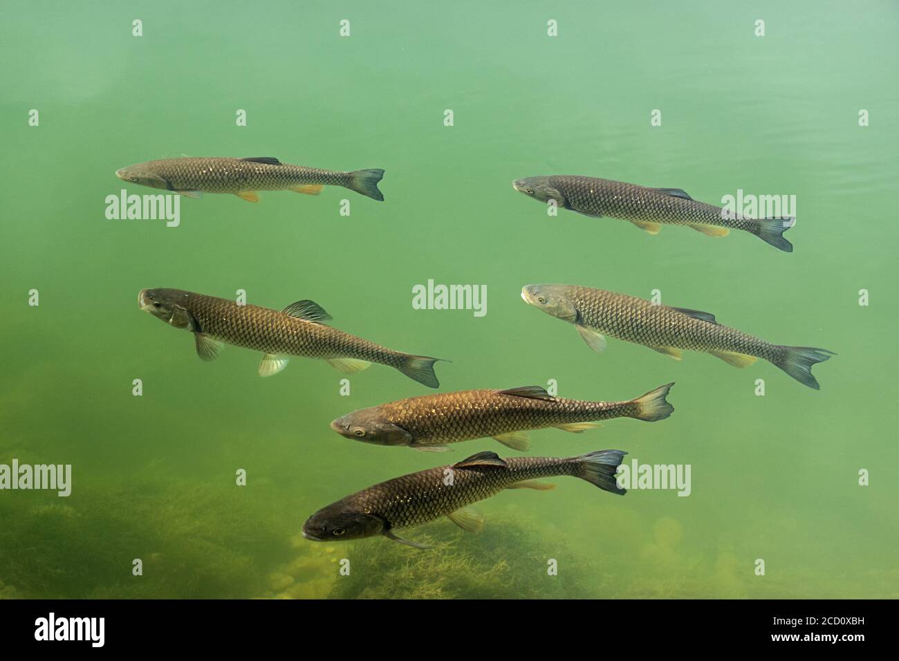 Squalius cephalus is a European species of freshwater fish in the carp family Cyprinidae Stock Photo