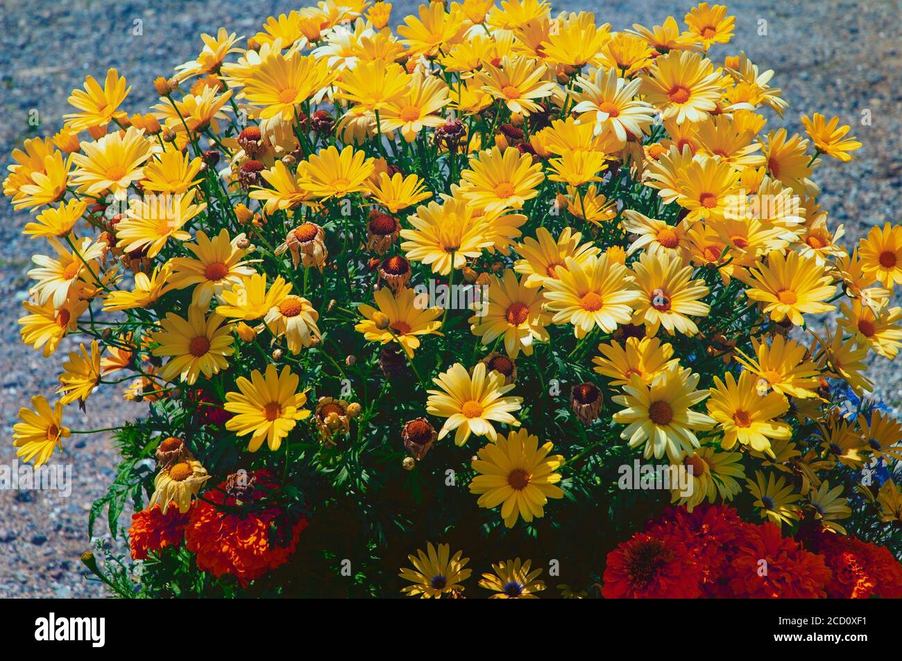 Different species of flowers together add a delightful image. Stock Photo