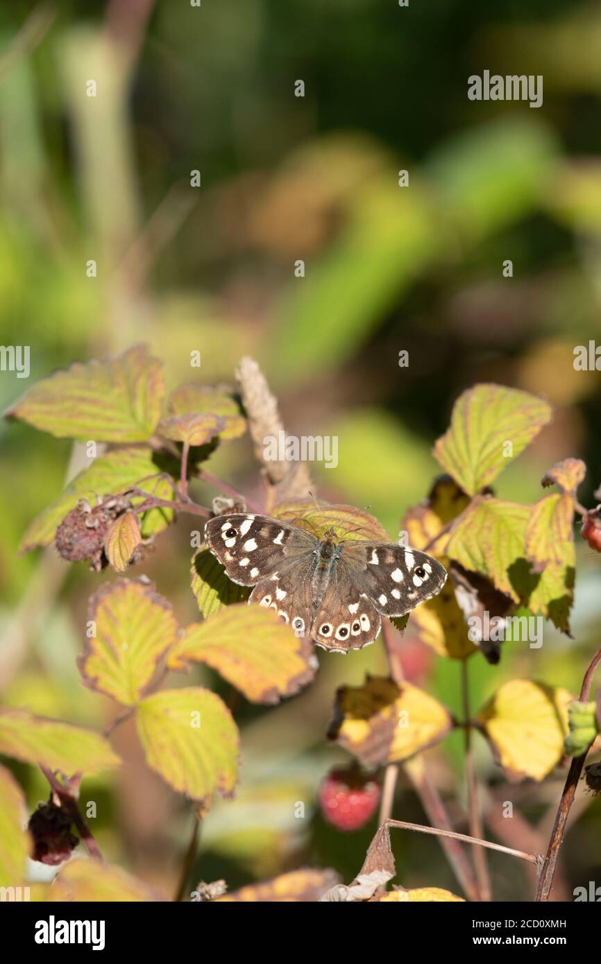A Speckled Wood Butterfly (Pararge Aegeria) Sitting on a Raspberry Leaf (Rubus Idaeus) in Late Summer Stock Photo