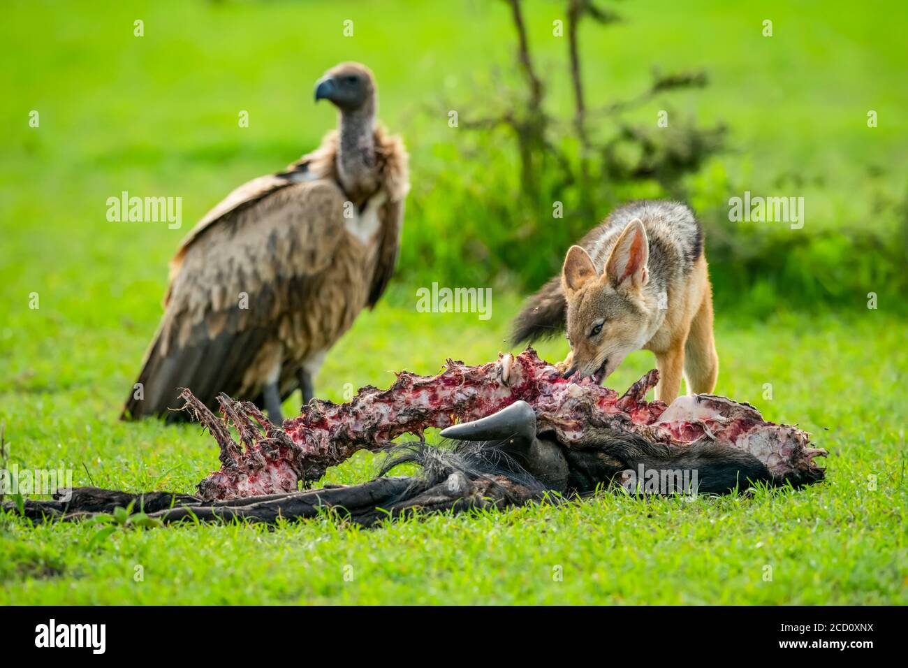 Black-backed jackal (Canis mesomelas) feeding off a carcass as vulture stands by; Tanzania Stock Photo