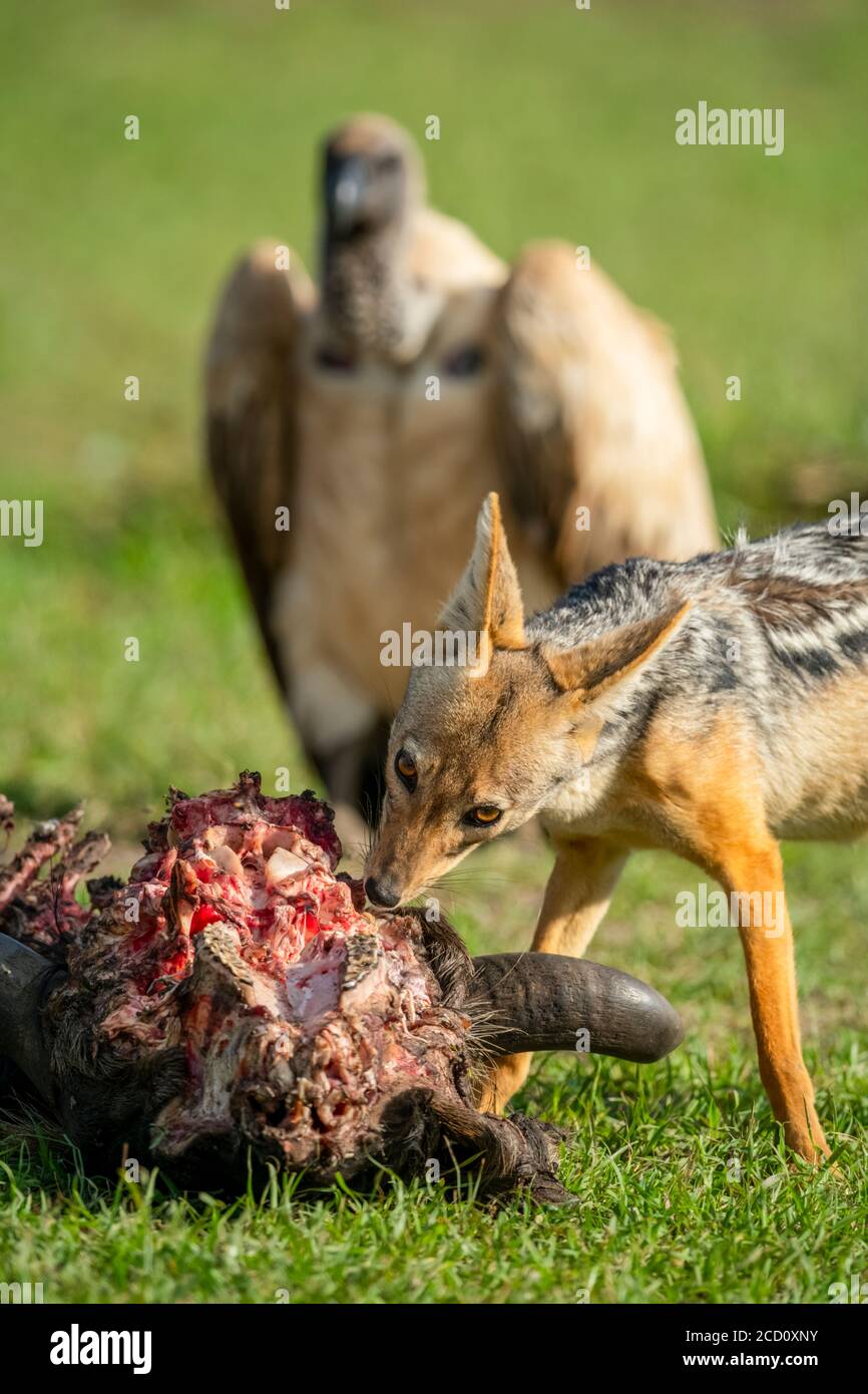 Close-up of black-backed jackal (Canis mesomelas) feeding off a carcass as vulture stands by; Tanzania Stock Photo